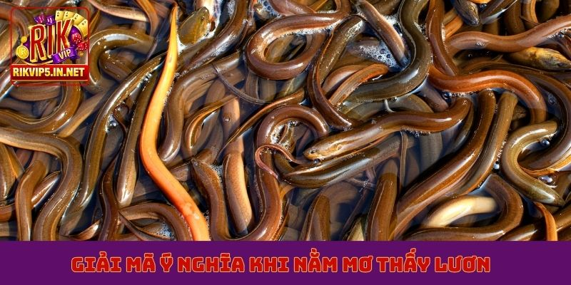 Giải mã ý nghĩa khi nằm mơ thấy lươn