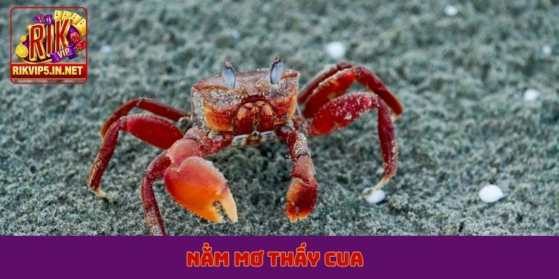nằm mơ thấy cua