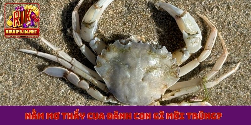 Nằm mơ thấy cua đánh con gì mới trúng?