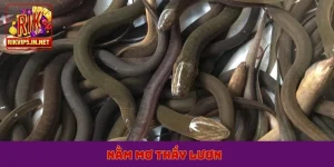 nằm mơ thấy lươn