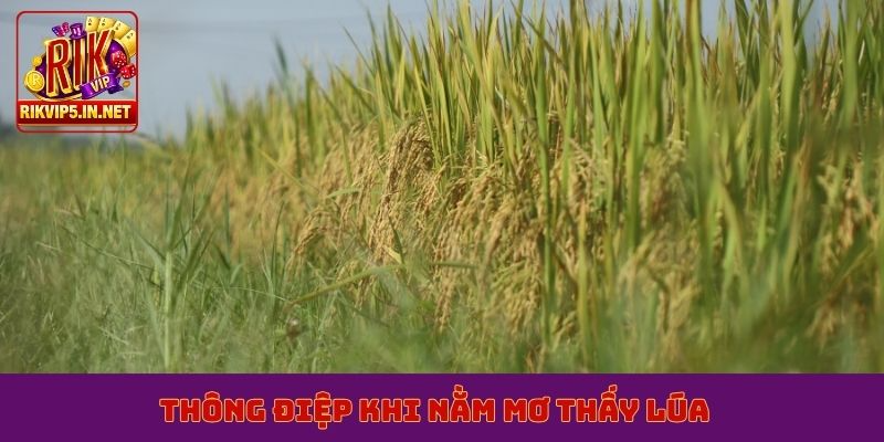 Thông điệp khi nằm mơ thấy lúa